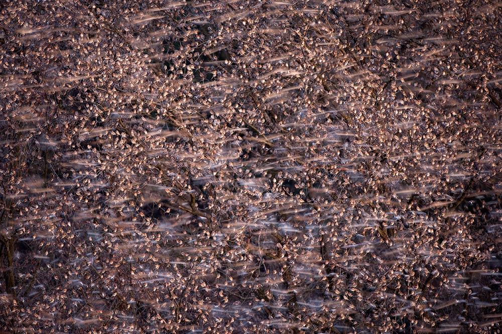 Bergfinkeninvasion