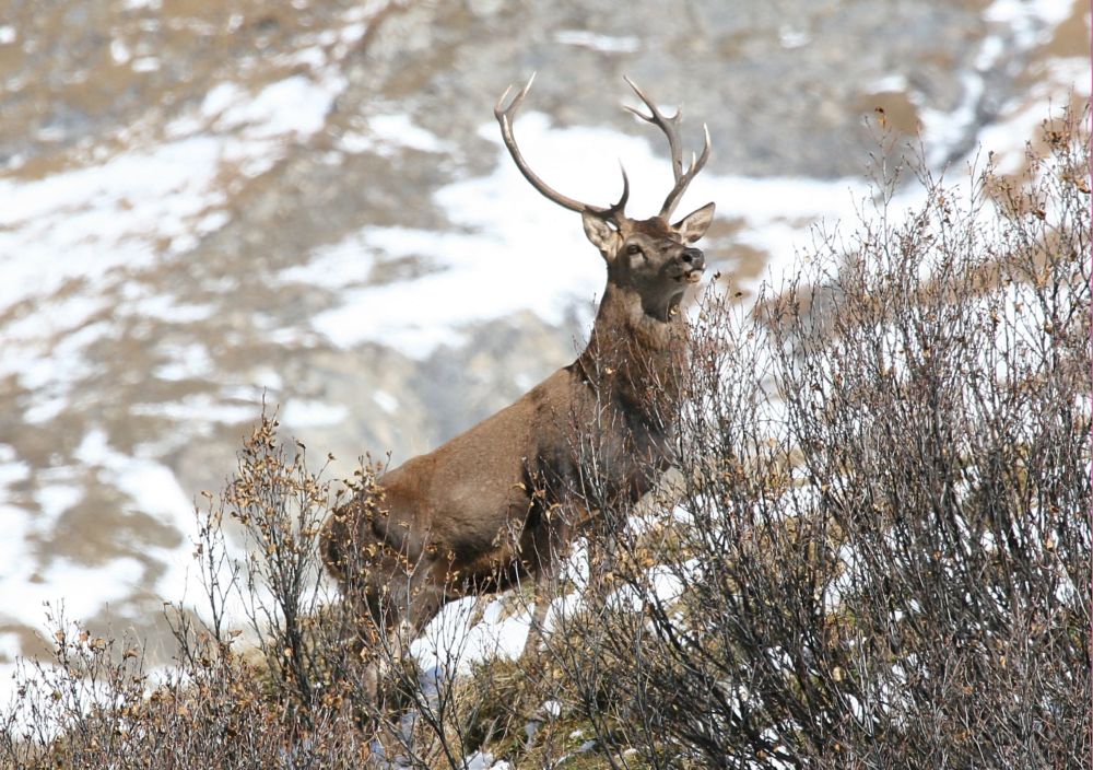 Hirsch im Gebirge