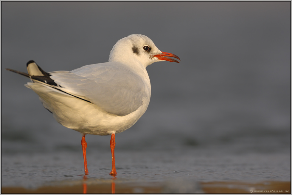close up... Lachmöwe *Larus ridibundus*
