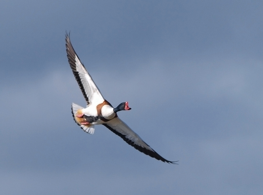 Brandgans (Tadorna Tadorna) im Flug...