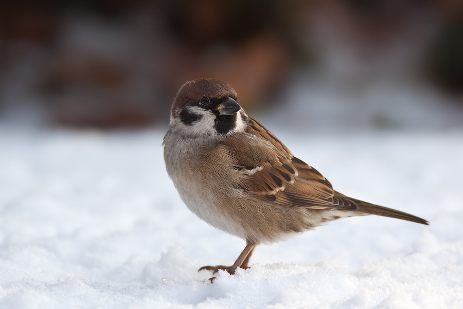 Feldsperling (Passer montanus) im Schnee