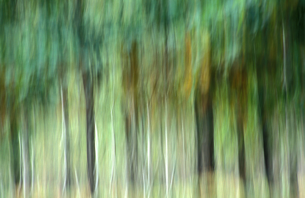 Waldwischer