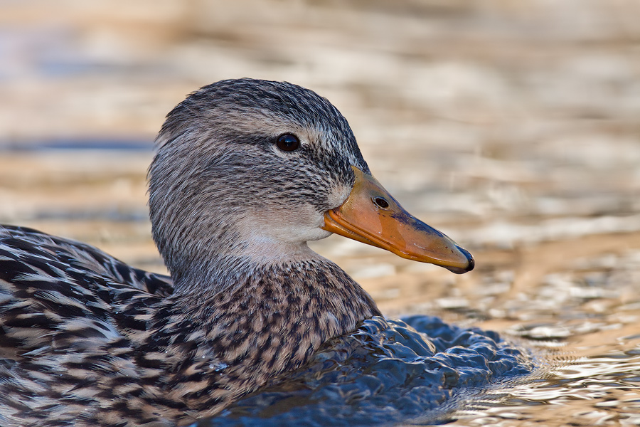 Stockentenweibchen (Anas platyrhynchos) mit Bugwelle