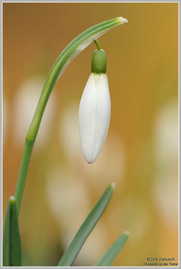 Schneeglöckchen (Galanthus nivalis)