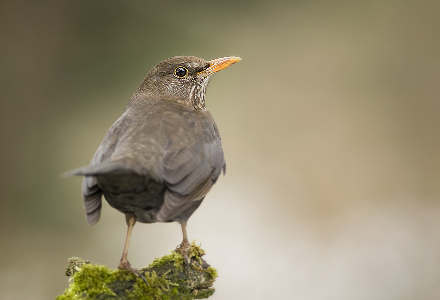 Amsel Weibchen