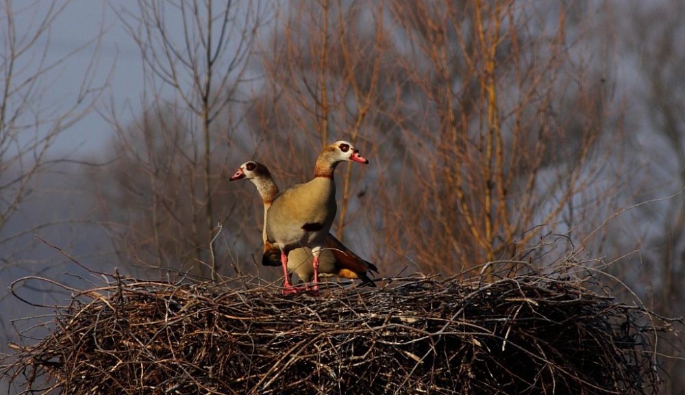 Nilgänse