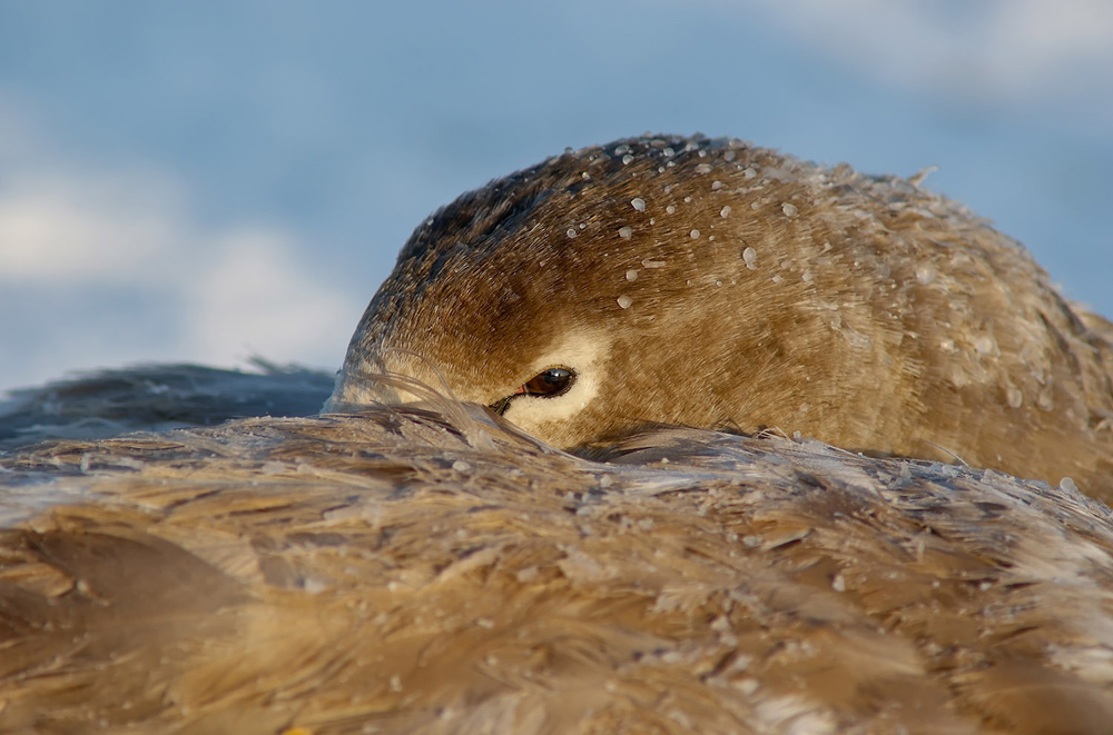 Gefrosteter Schwan