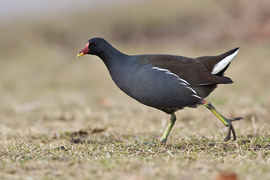 Teichralle (Gallinula chloropus)