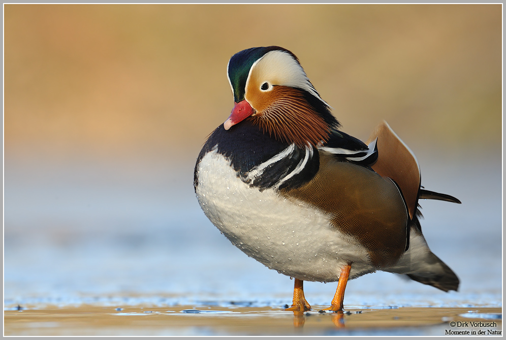 Mandarinente (Aix galericulata)