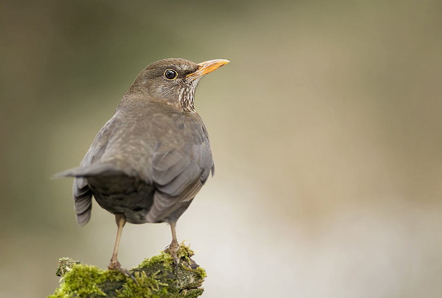 Amsel Weibchen 2