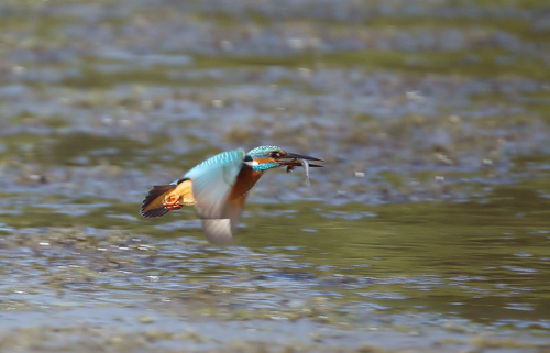 Eisvogel im Flug