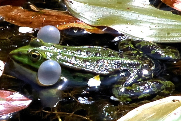 Frosch