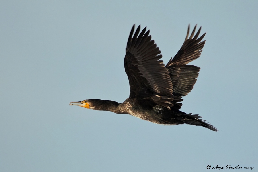 Kormoranflug
