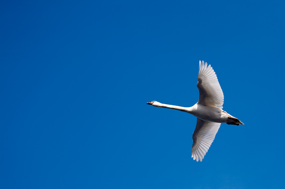 El cisne pasa