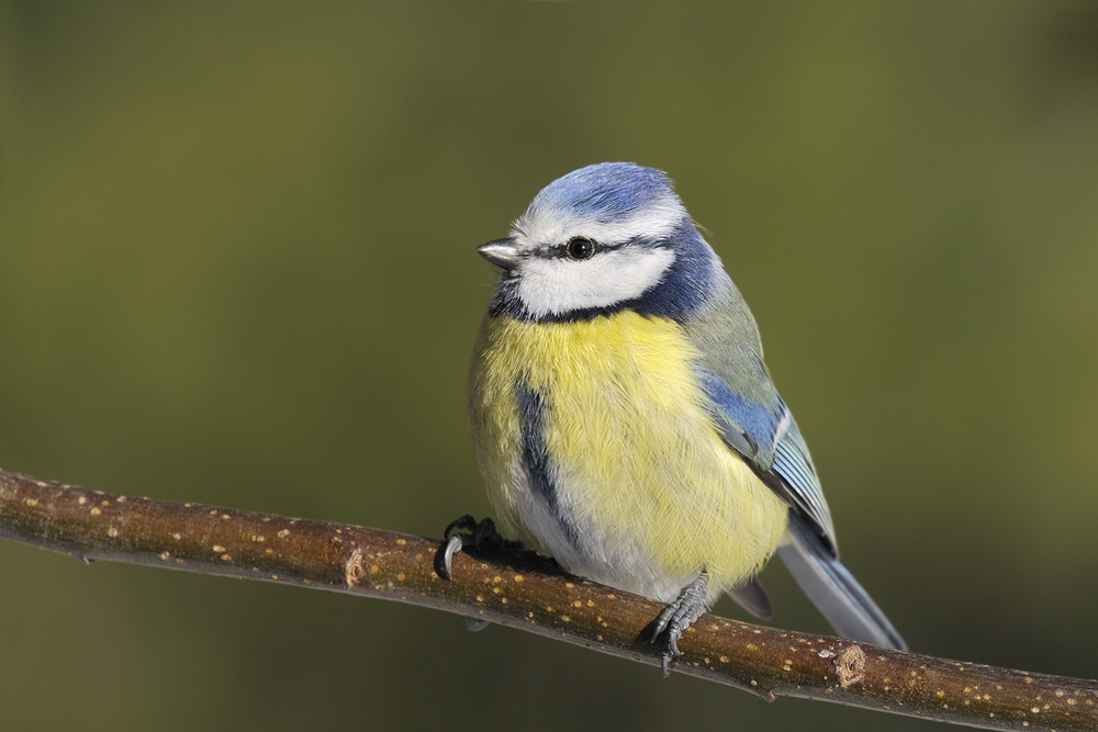 Blaumeise (Forum für Naturfotografen)