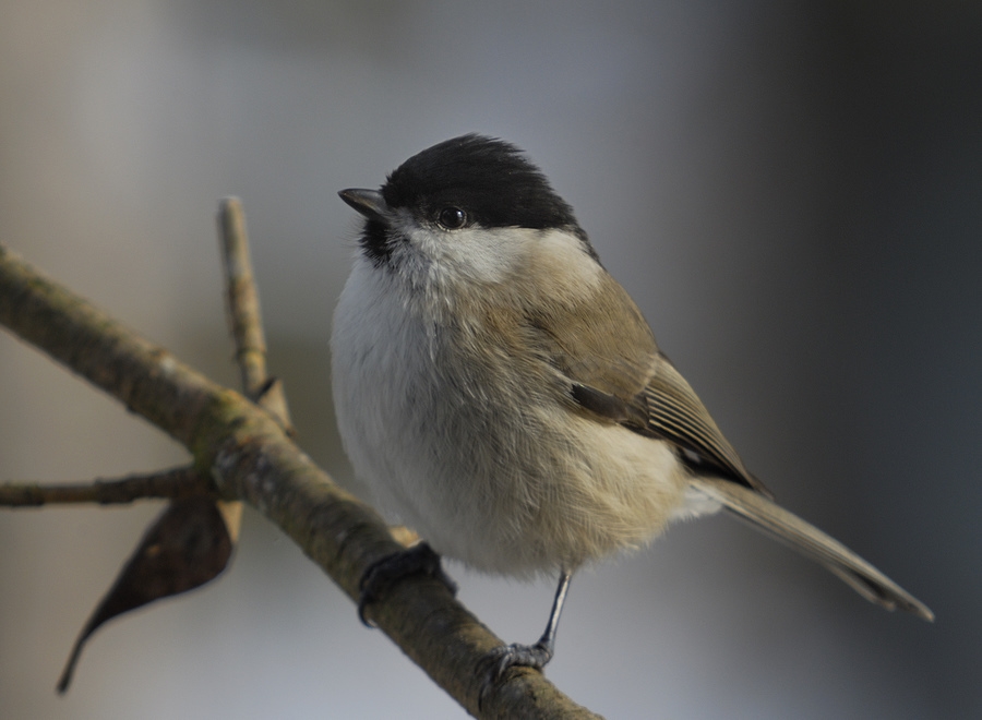 Weidenmeise  ( Poecile montana )