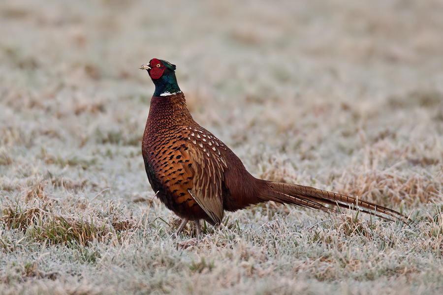 Fasanenhahn (Phasianus colchicus)
