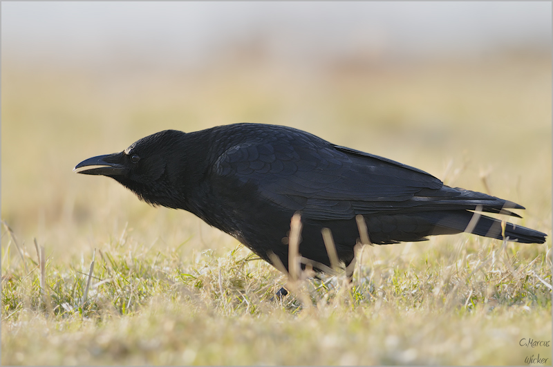 Corvus corone