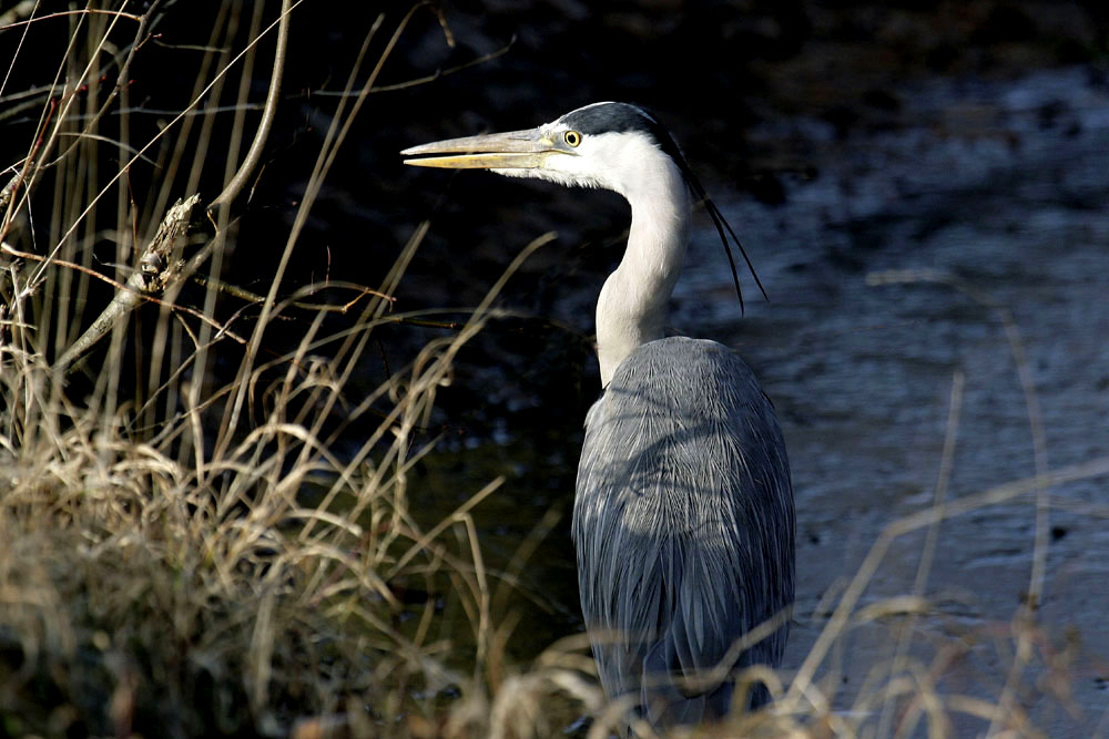 Graureiher Ardea cinerea