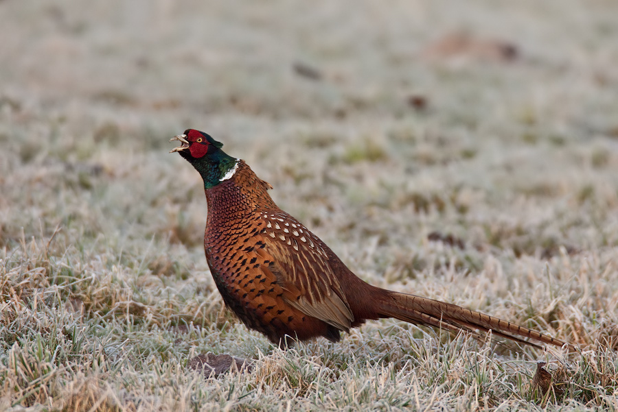 Fasanenhahn (Phasianus colchicus) II