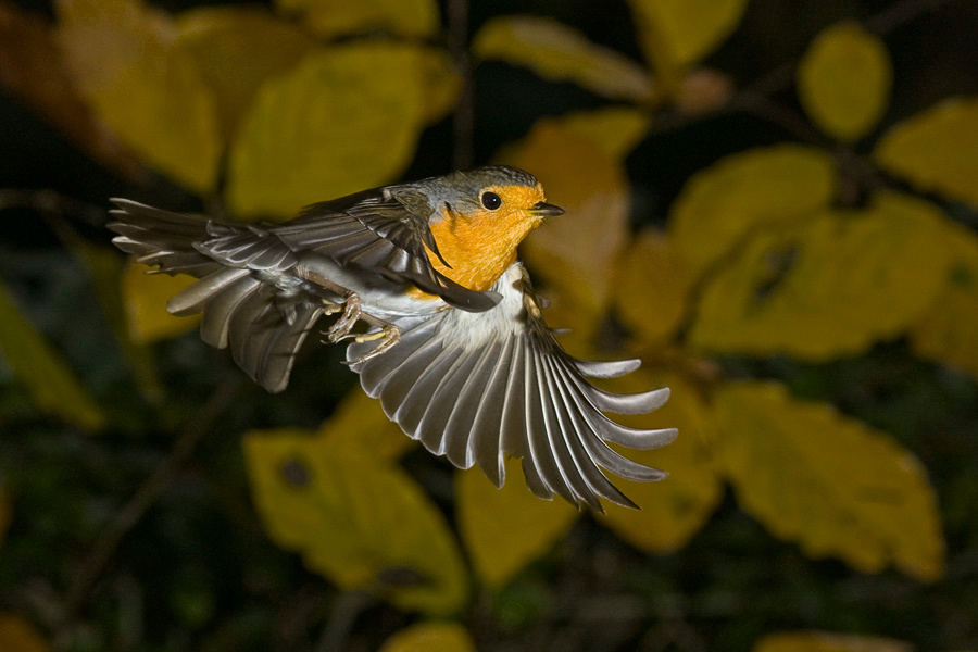 Rotkehlchen im Anflug