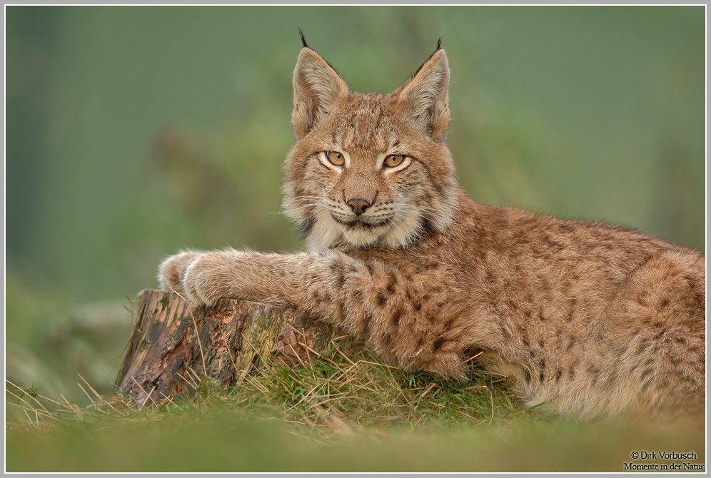 Luchs (Lynx lynx)