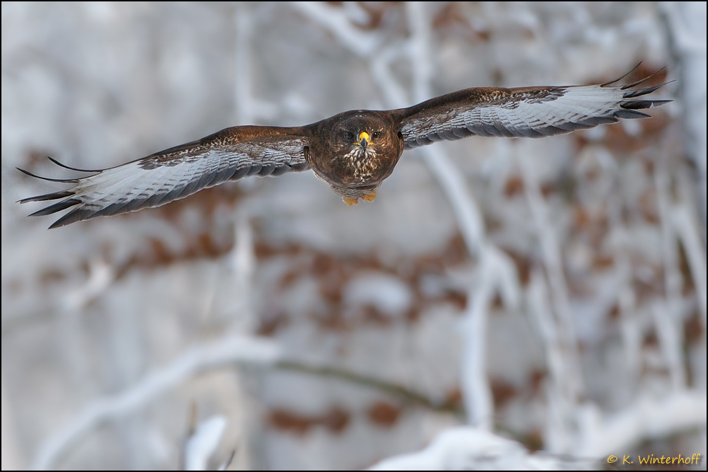 ~Sauerland-Adler im Anflug~