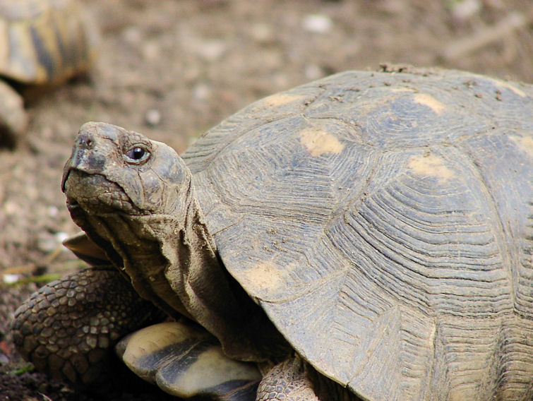 Schildkröte