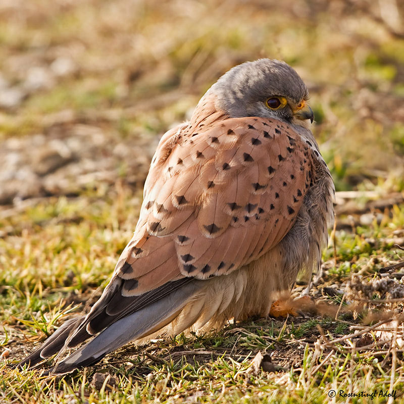 Turmfalke (Falco tinnunculus) Männchen