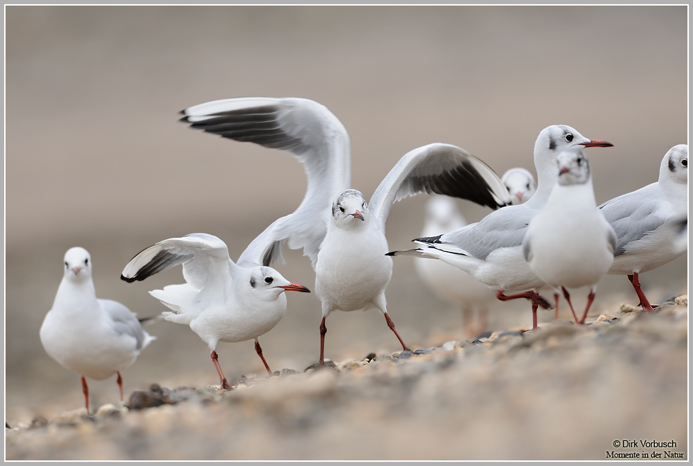 Lachmöwe (Larus ridibundus)