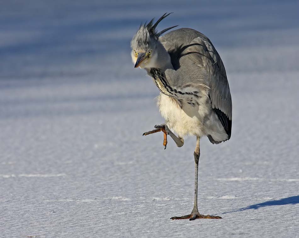 Komischer Vogel