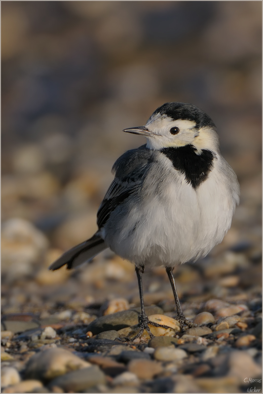 Motacilla alba...