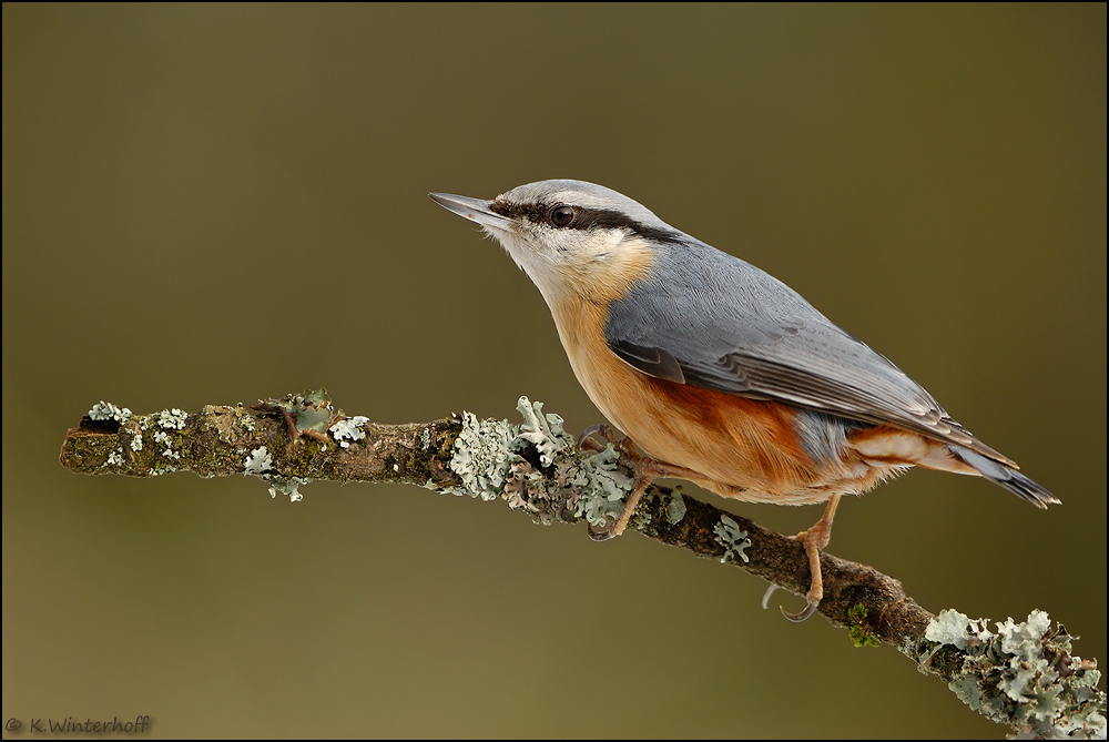 ~ An der Futterstelle~ Kleiber (Sitta europaea)