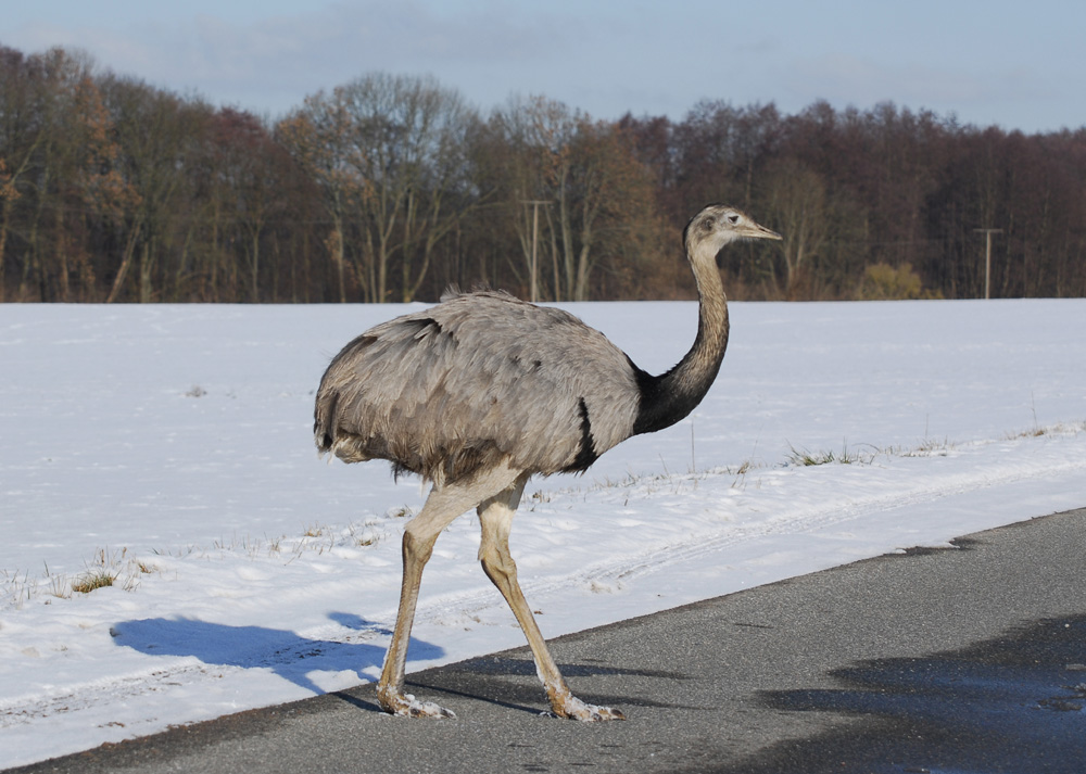 Nandus haben Vorfahrt