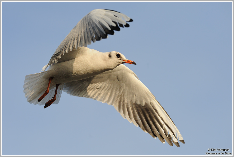 Lachmöwe (Larus ridibundus)