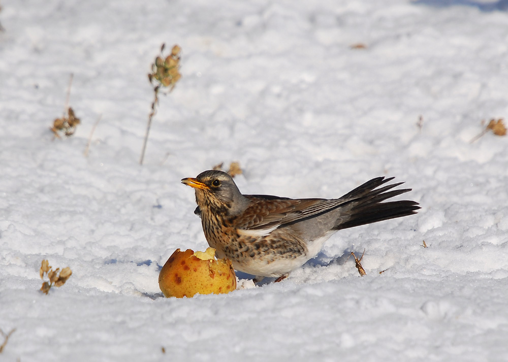 Wacholderdrossel (Turdus pilaris)