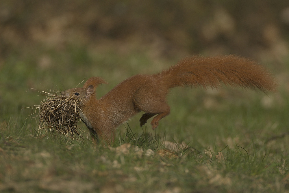 Eichhörnchen mit Baumaterial