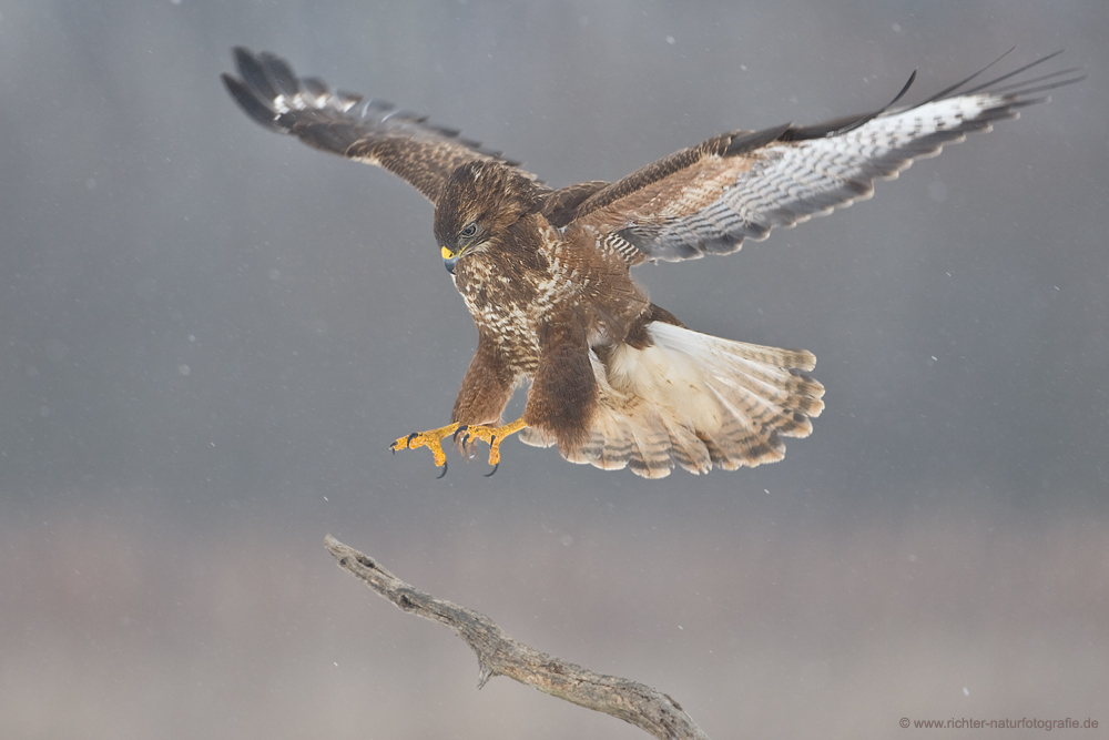 Bussard beim Landeanflug