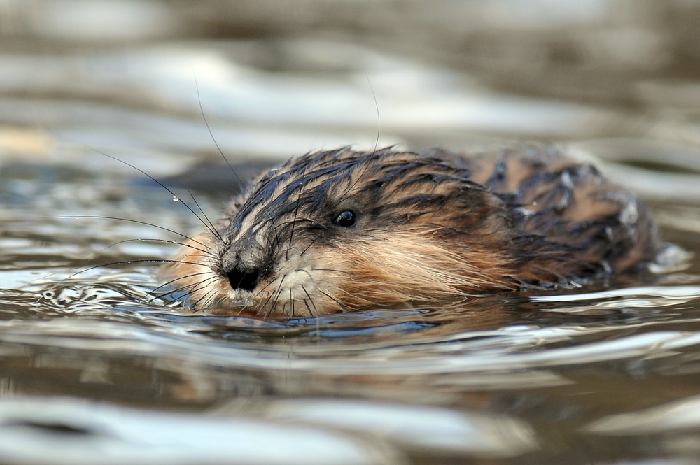 Bisamratte (Ondatra zibethicus)