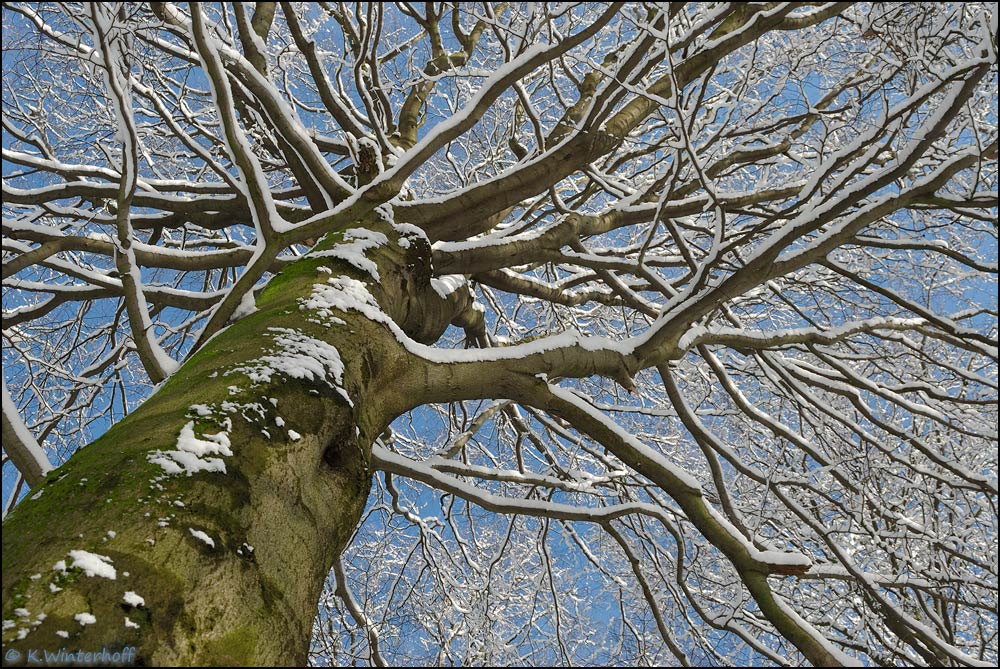 ~Schneefänger~