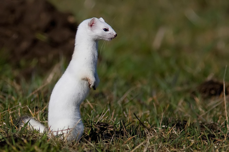 Hermelin (Forum für Naturfotografen)
