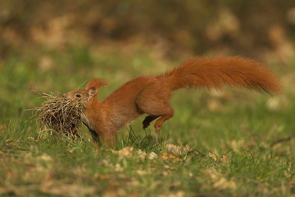 Eichhörnchen mit Baumaterial (2. Variante)