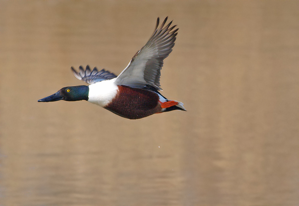 Löffelente im Flug... (Anas Clypeata)
