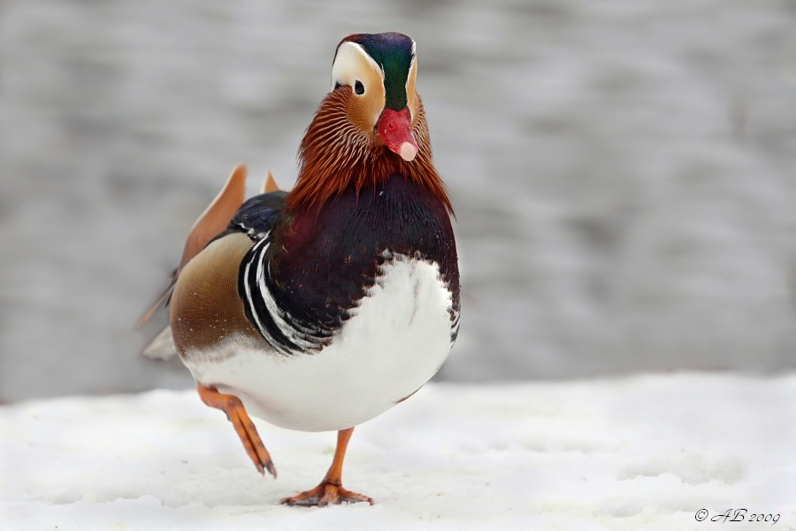 Mandarinente (Aix galericulata)