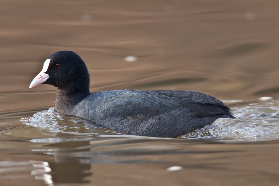 Blässralle (Fulica atra) auf der Ems