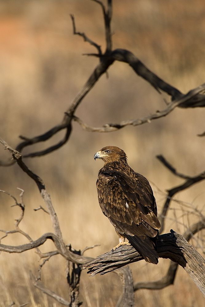 Raubadler in der Kalahari