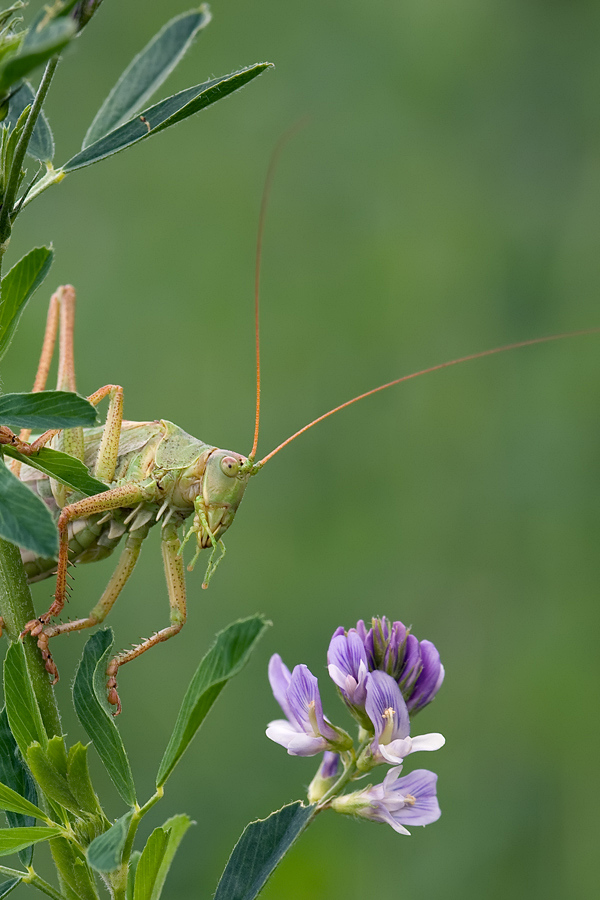 Grünes Heupferd - Tettigonia viridissima