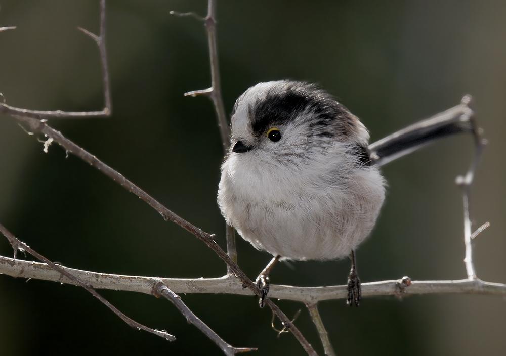 Schwanzmeise (Aegithalos caudatus)