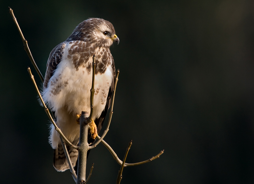 Bussard - WILDLIFE