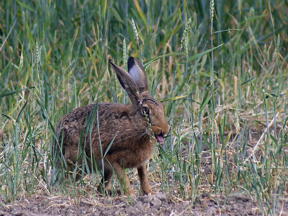 Frecher Hase